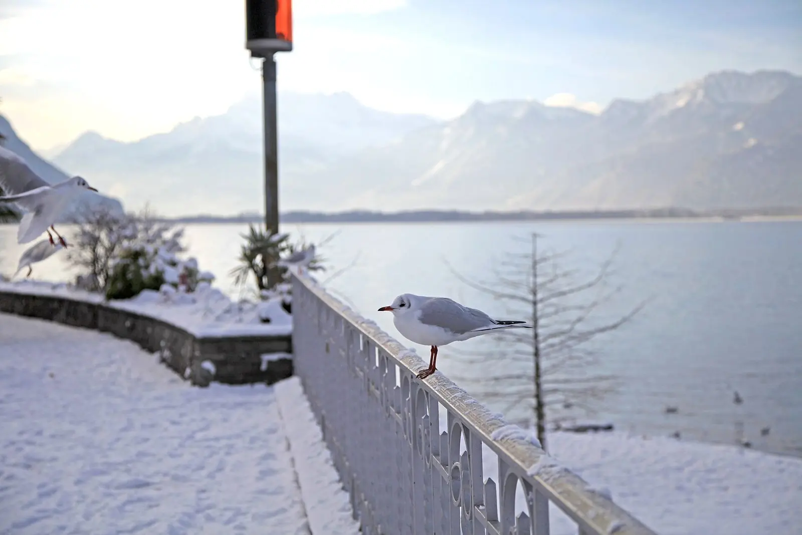 Verschneite Seepromenade in Montreux mit Möwe, Blick über den Genfersee zu den Bergen